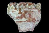 Oligocene Ruminant (Leptomeryx) Jaw Section #73620-1